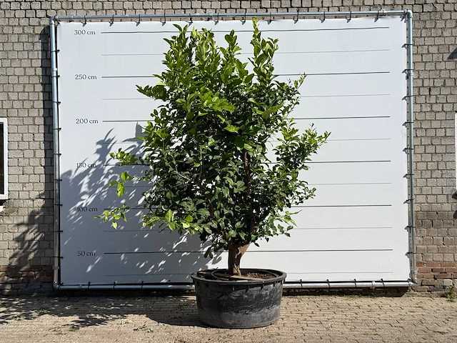 Citroenboom xl - citrus limon - hoogte ca. 280 cm - afbeelding 1 van  3