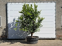 Citroenboom xl - citrus limon - hoogte ca. 280 cm - afbeelding 1 van  3