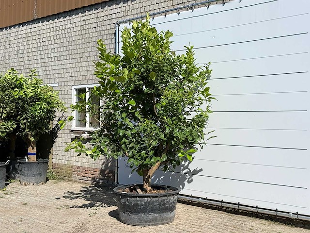 Citroenboom xl - citrus limon - hoogte ca. 280 cm - afbeelding 2 van  3