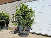 Citroenboom xl - citrus limon - hoogte ca. 280 cm - afbeelding 2 van  3