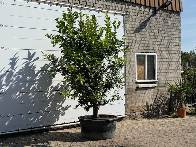 Citroenboom xl - citrus limon - hoogte ca. 280 cm - afbeelding 3 van  3