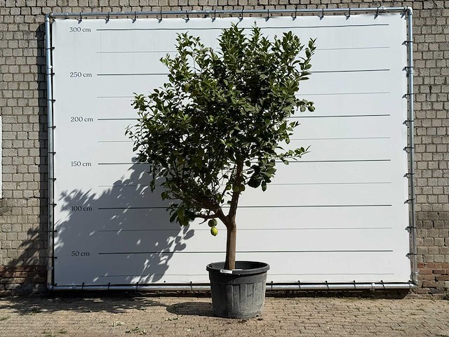 Citroenboom xl - citrus limon - hoogte ca. 280 cm - afbeelding 1 van  5