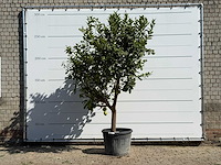 Citroenboom xl - citrus limon - hoogte ca. 280 cm - afbeelding 1 van  5