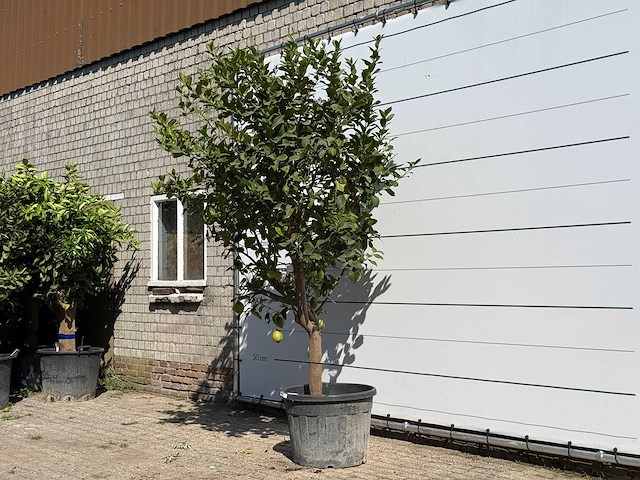 Citroenboom xl - citrus limon - hoogte ca. 280 cm - afbeelding 2 van  5
