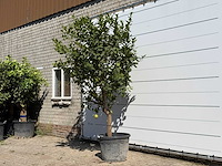 Citroenboom xl - citrus limon - hoogte ca. 280 cm - afbeelding 2 van  5