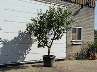 Citroenboom xl - citrus limon - hoogte ca. 280 cm - afbeelding 3 van  5