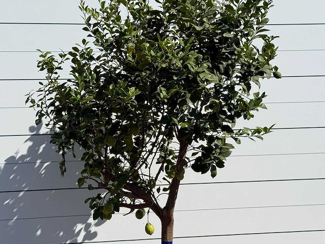 Citroenboom xl - citrus limon - hoogte ca. 280 cm - afbeelding 4 van  5