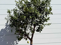 Citroenboom xl - citrus limon - hoogte ca. 280 cm - afbeelding 4 van  5