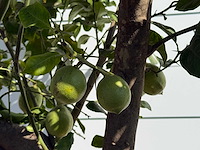 Citroenboom xl - citrus limon - hoogte ca. 280 cm - afbeelding 5 van  5
