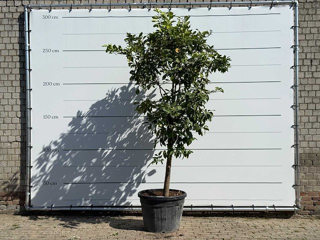 Citroenboom xl - citrus limon - hoogte ca. 280 cm - afbeelding 1 van  3