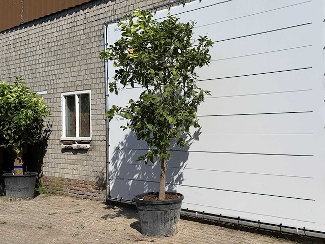 Citroenboom xl - citrus limon - hoogte ca. 280 cm - afbeelding 2 van  3
