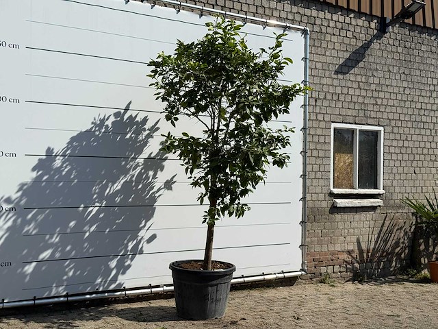 Citroenboom xl - citrus limon - hoogte ca. 280 cm - afbeelding 3 van  3