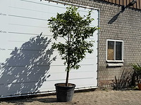 Citroenboom xl - citrus limon - hoogte ca. 280 cm - afbeelding 3 van  3