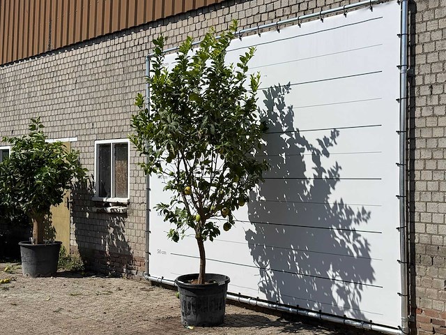 Citroenboom xl - citrus limon - hoogte ca. 280 cm - afbeelding 1 van  1