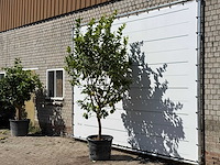 Citroenboom xl - citrus limon - hoogte ca. 280 cm - afbeelding 1 van  1