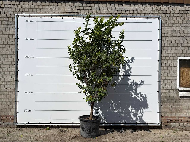 Citroenboom xl - citrus limon - hoogte ca. 280 cm - afbeelding 1 van  3