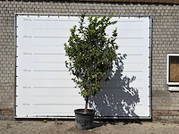 Citroenboom xl - citrus limon - hoogte ca. 280 cm - afbeelding 1 van  3