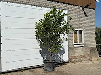 Citroenboom xl - citrus limon - hoogte ca. 280 cm - afbeelding 3 van  3