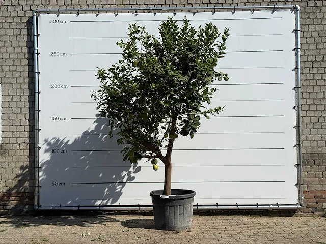 Citroenboom xl - citrus limon - hoogte ca. 280 cm - afbeelding 1 van  5