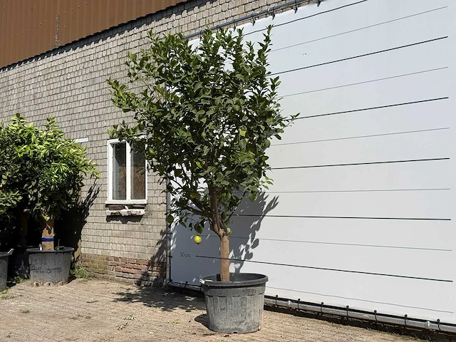 Citroenboom xl - citrus limon - hoogte ca. 280 cm - afbeelding 2 van  5