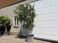 Citroenboom xl - citrus limon - hoogte ca. 280 cm - afbeelding 2 van  5