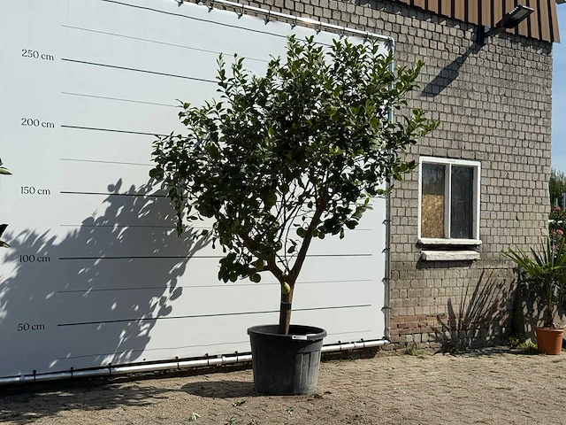 Citroenboom xl - citrus limon - hoogte ca. 280 cm - afbeelding 3 van  5