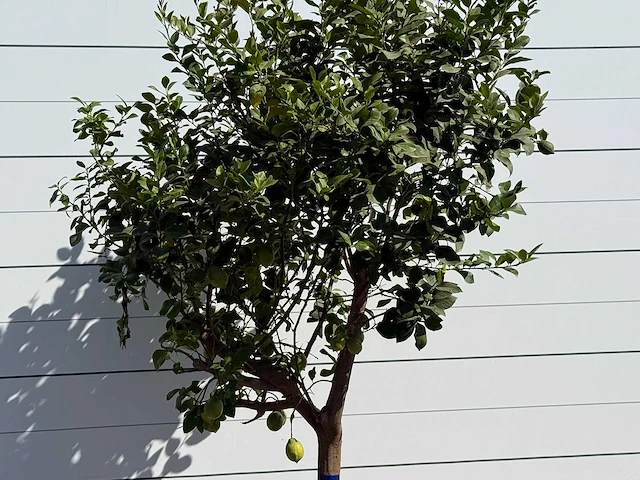 Citroenboom xl - citrus limon - hoogte ca. 280 cm - afbeelding 4 van  5