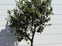 Citroenboom xl - citrus limon - hoogte ca. 280 cm - afbeelding 4 van  5