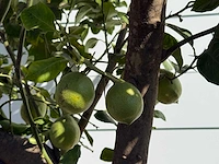 Citroenboom xl - citrus limon - hoogte ca. 280 cm - afbeelding 5 van  5