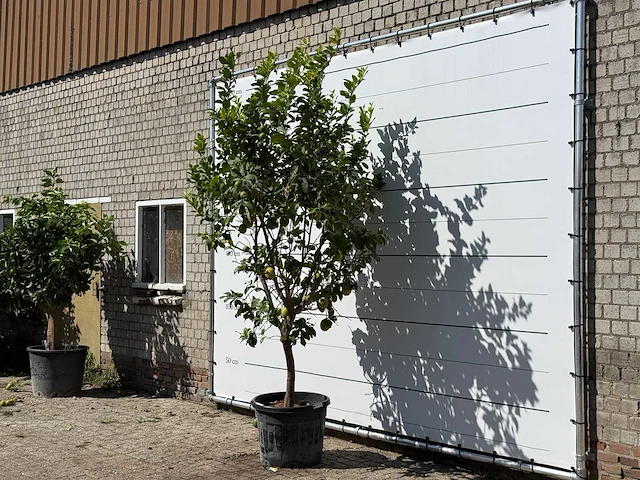 Citroenboom xl - citrus limon - hoogte ca. 300 cm - afbeelding 2 van  3