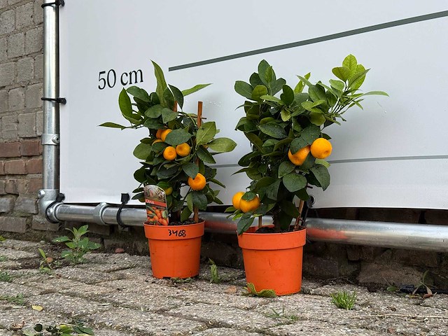 Citrus calamondin rek - citrus calamondin - hoogte ca. 40 cm - afbeelding 2 van  5