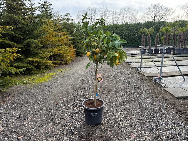 Citrus paradisi - grapefruitboom 140cm - afbeelding 1 van  2