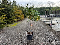 Citrus paradisi - grapefruitboom 140cm - afbeelding 1 van  2