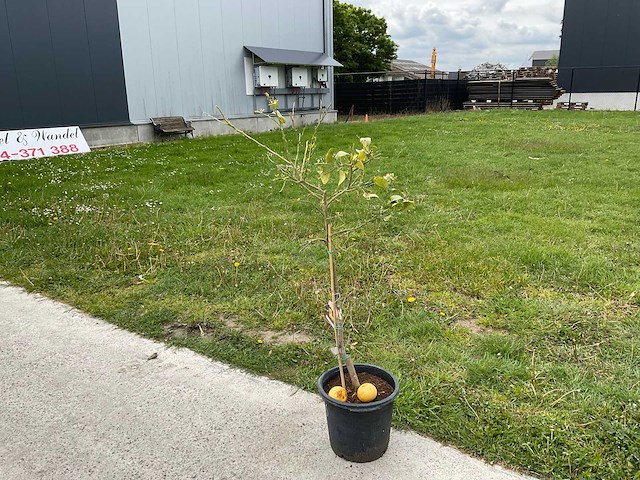 Citrus paradisi - grapefruitboom 140cm - afbeelding 2 van  2