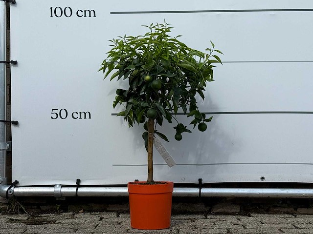 Clementineboom - citrus reticulata clementine - hoogte ca. 80 cm - afbeelding 1 van  4