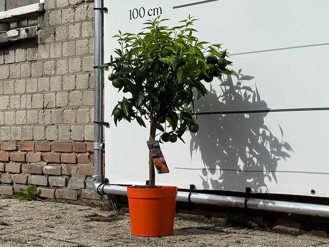 Clementineboom - citrus reticulata clementine - hoogte ca. 80 cm - afbeelding 2 van  4