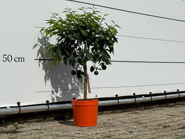 Clementineboom - citrus reticulata clementine - hoogte ca. 80 cm - afbeelding 3 van  4