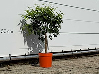 Clementineboom - citrus reticulata clementine - hoogte ca. 80 cm - afbeelding 3 van  4