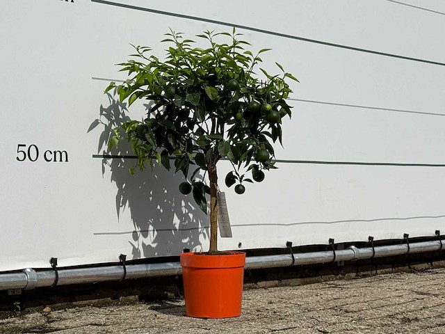 Clementineboom - citrus reticulata clementine - hoogte ca. 80 cm - afbeelding 4 van  4