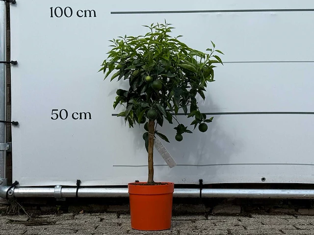 Clementineboom - citrus reticulata clementine - hoogte ca. 80 cm - afbeelding 1 van  4