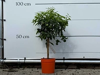 Clementineboom - citrus reticulata clementine - hoogte ca. 80 cm