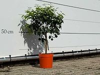 Clementineboom - citrus reticulata clementine - hoogte ca. 80 cm - afbeelding 3 van  4