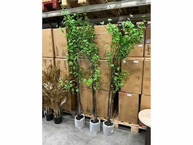 Coco maison tropaeolum speciosum 210cm (3x) - afbeelding 1 van  2