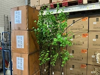 Coco maison tropaeolum speciosum 210cm (3x)