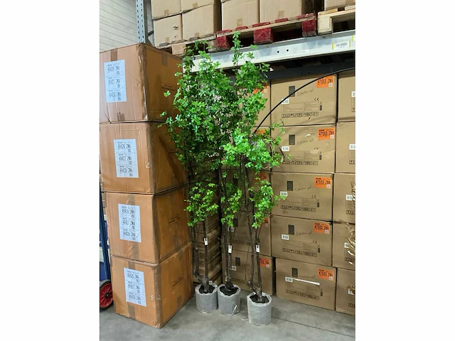 Coco maison tropaeolum speciosum 210cm (3x) - afbeelding 2 van  4