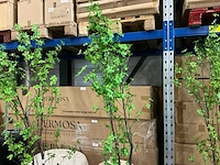 Coco maison tropaeolum speciosum 210cm