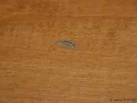 Combi-kavel: vergadertafel (kavelnummer wa013) & vergaderstoelen (kavelnummer wa014) - afbeelding 13 van  14