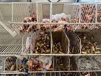 Combinatiekavel van kavel: 115 t/m 117 - afbeelding 64 van  72