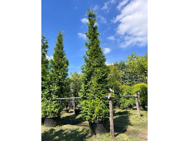 Conifeer, thuja 'gelderland', haagplant, wintergroen, ca. 400-450 cm hoog - afbeelding 1 van  2