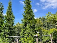 Conifeer, thuja 'gelderland', haagplant, wintergroen, ca. 400-450 cm hoog